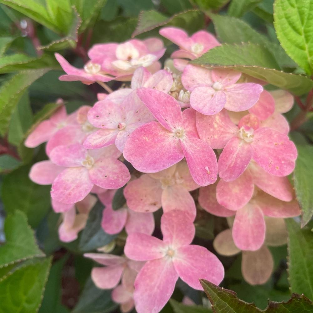 Hortensia 'Switch' smukke lyserøde blomster