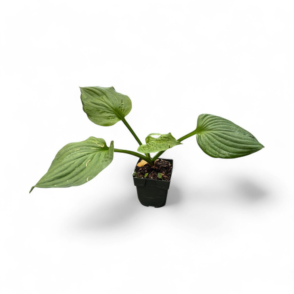 Hosta Whirlwind p11