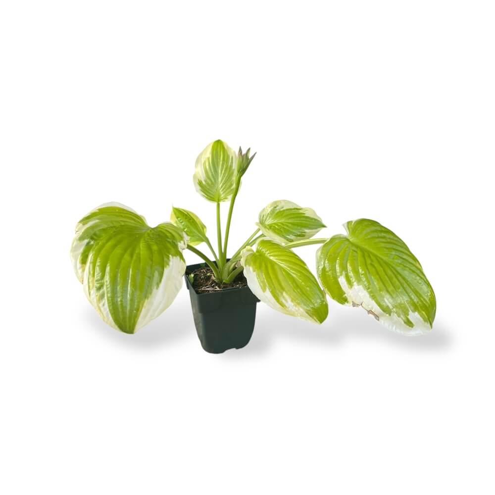 Hosta Delta Dawn i potte med 11 cm diameter