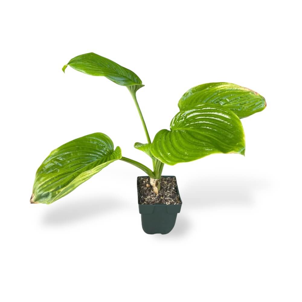 Hosta Guacemole i 11 cm potte til haveplantning.
