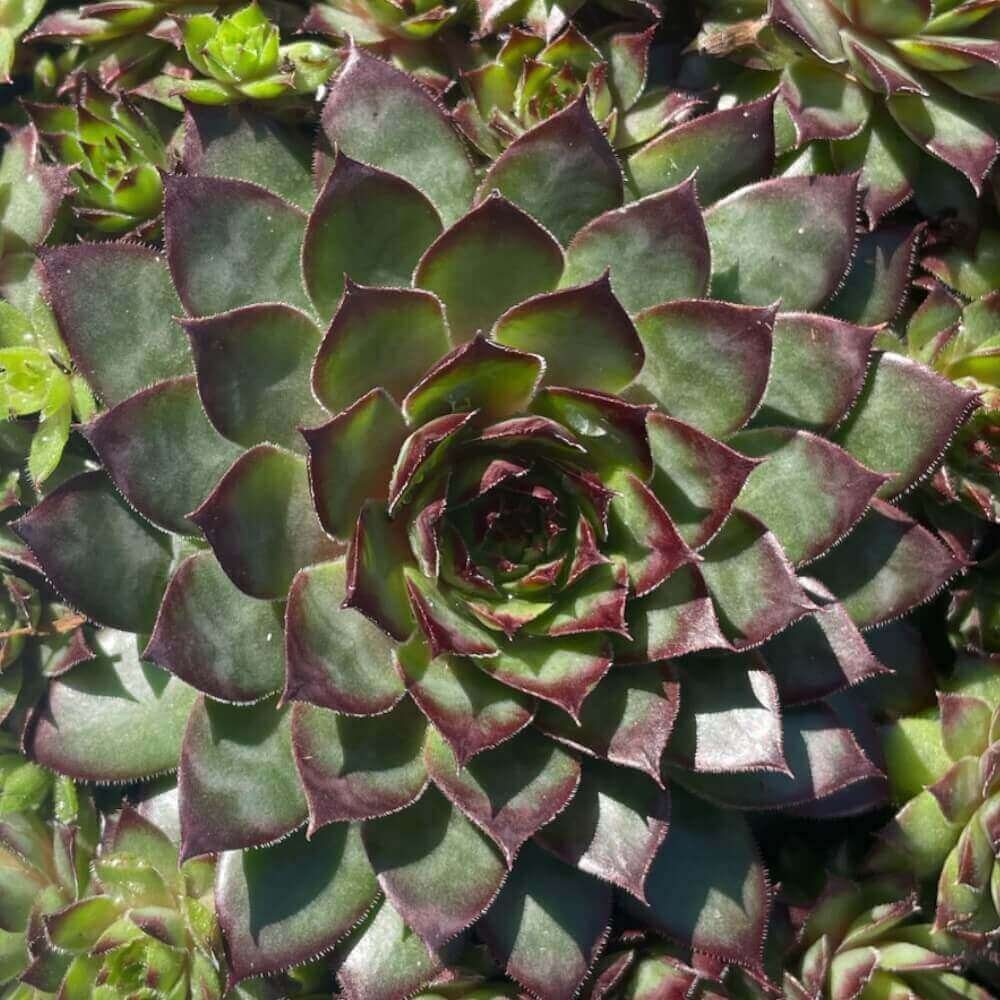 Husløg, SEMPERVIVUM hybrid 'Bronco'  10 cm Potte