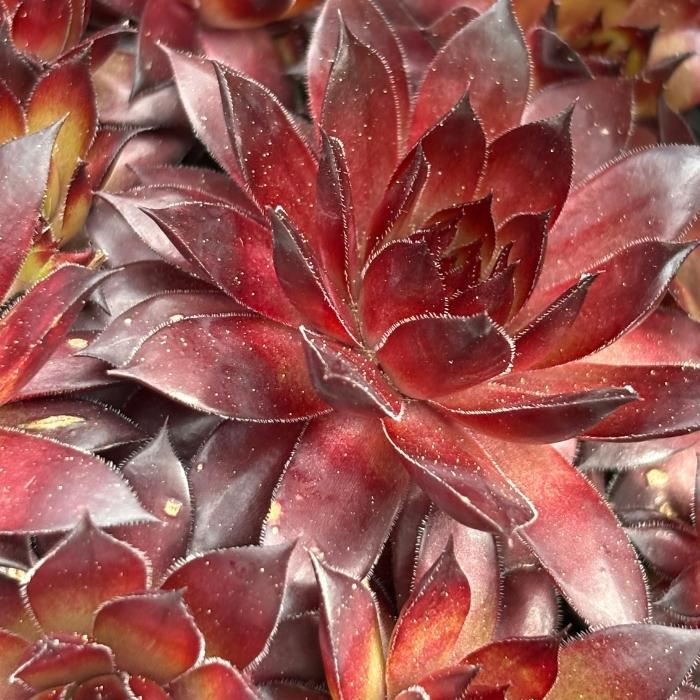 SEMPERVIVUM hybrid 'Bronco' 