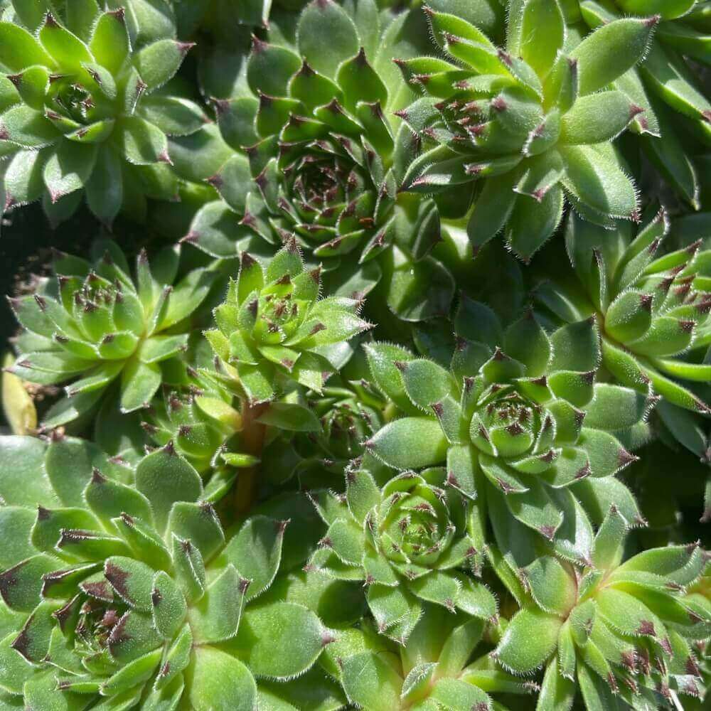 Husløg, SEMPERVIVUM hybrid 'Sprite'  10 cm Potte