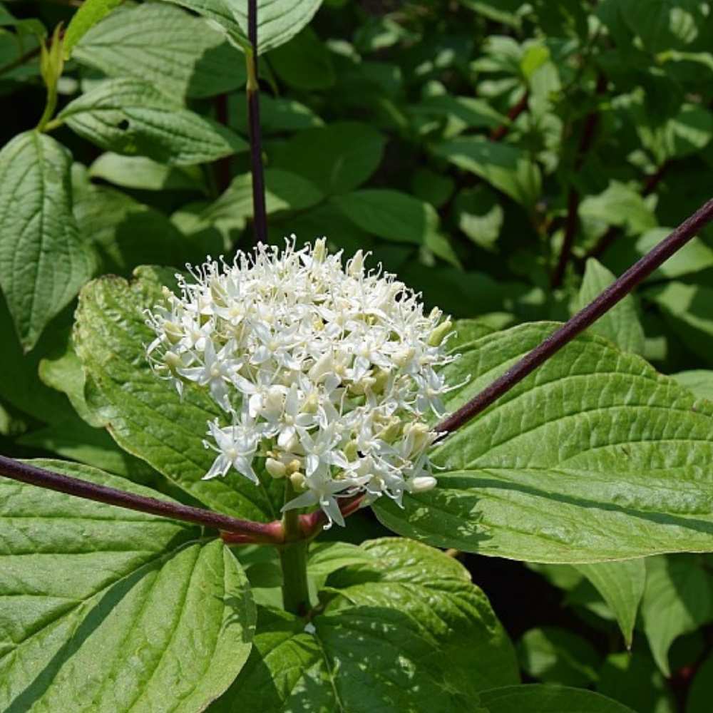 Hvid kornel, rødgrenet, Cornus Alba ´Sibirica´ - 5 L Potte