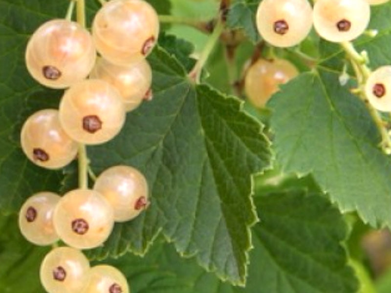 Ribes Rub - Hvid hollandsk ribsbusk i 5 L potte.
