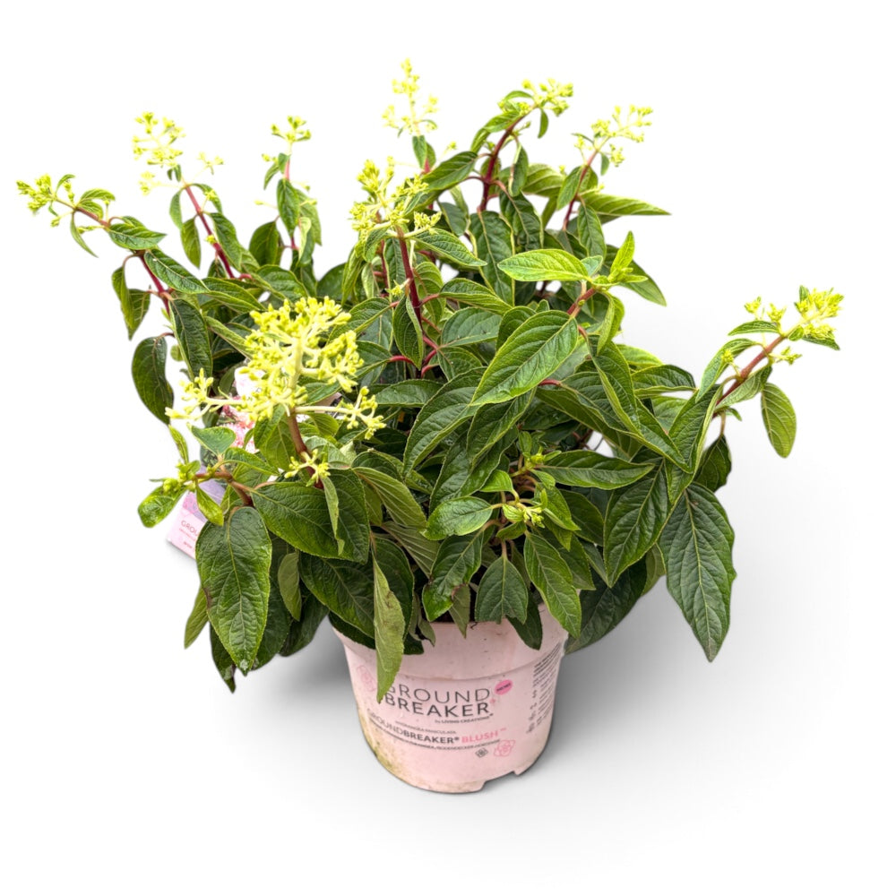 Syrenhortensia, Hydrangea paniculata Groundbreaker ´Blush´ - 3l potte