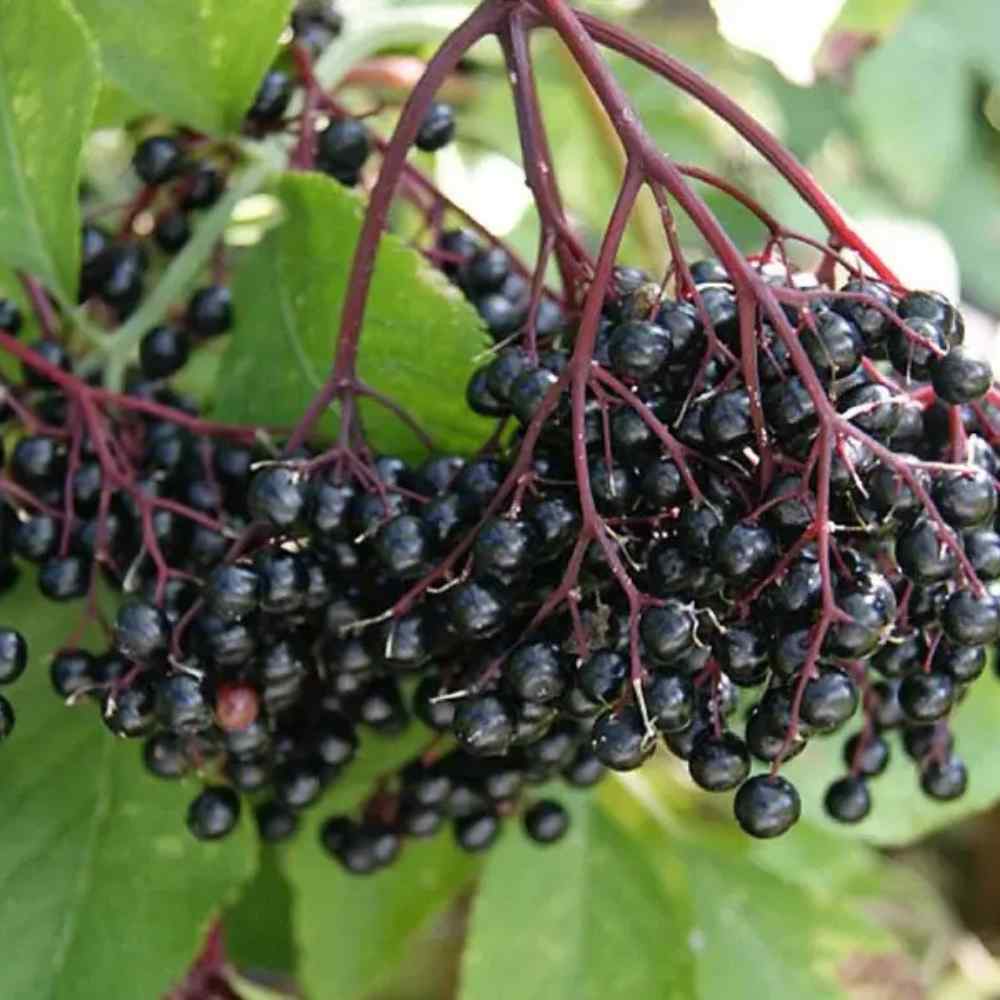 Hyldebærbusk, Sambucus Nigra 'Haschberg', i 5 L potte.