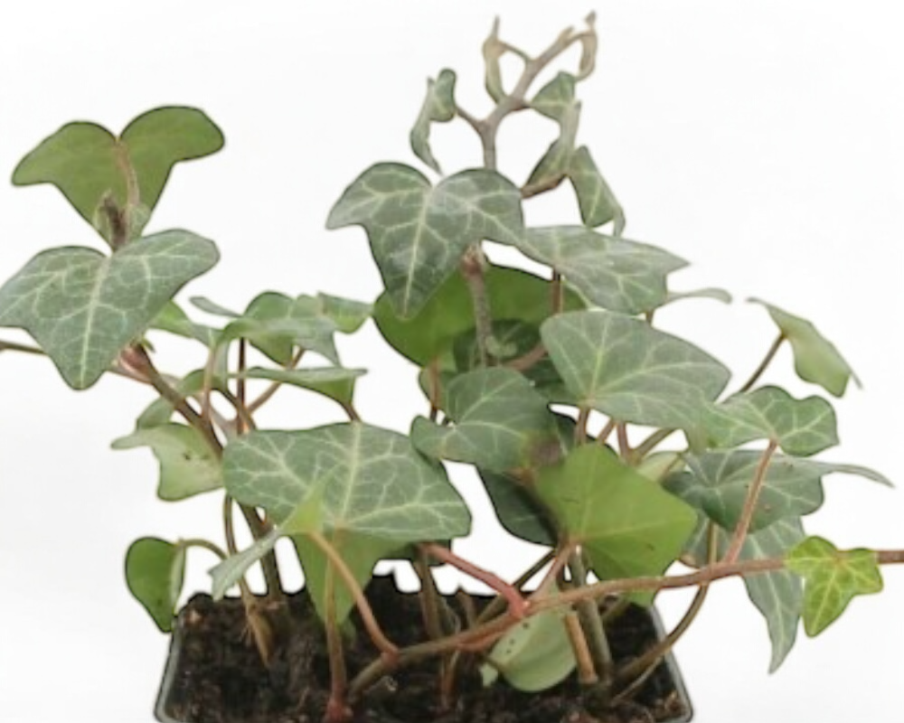 Småbladet Efeu, Hedera helix, plante i Ecktopf 15-20.