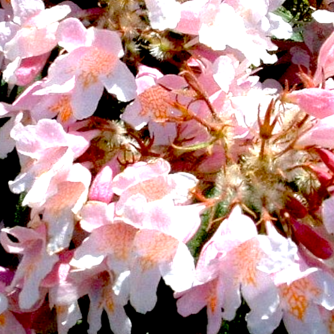 Kolkwitzia Amabilis 5 L Potte