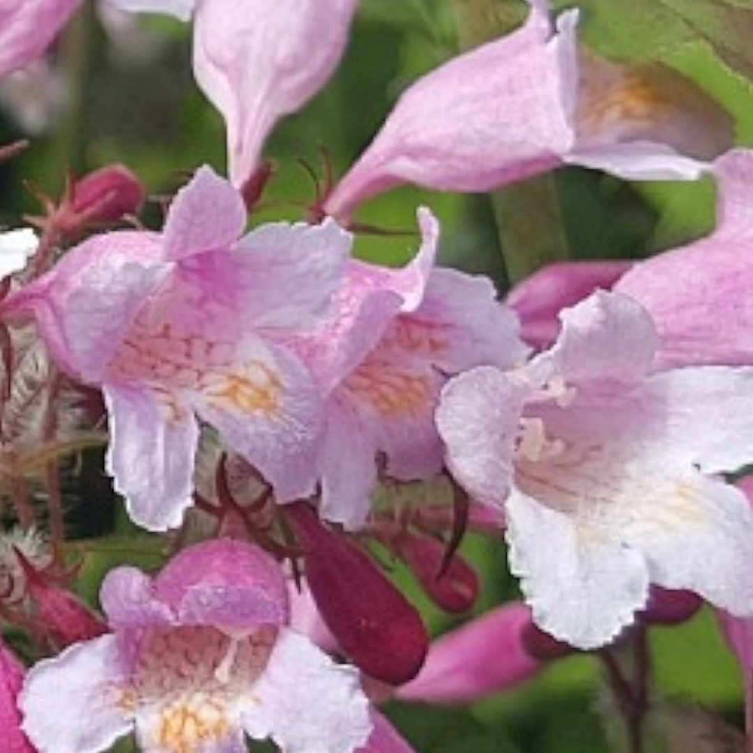 Kolkwitzia Pink Cloud 5 L Potte