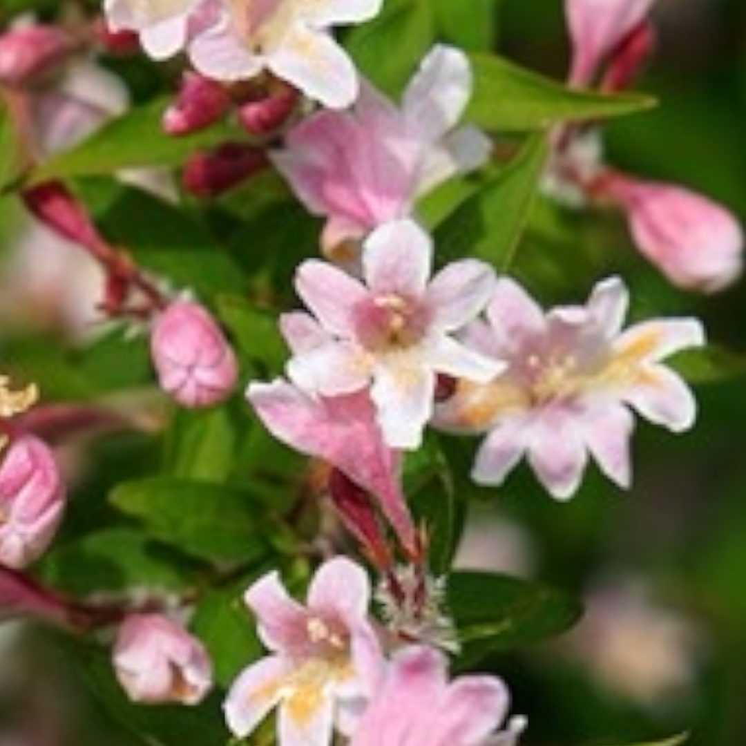 Kolkwitzia Amabilis Adorabelle® Pw 5 L Potte