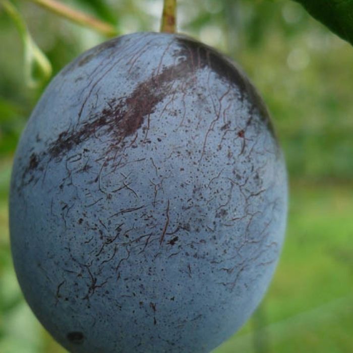 Blommetræ - Prunus Domestica 'Italiensk Sveske' 