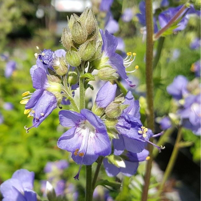 Jacobsstige, POLEMONIUM caeruleum - 1 L Potte
