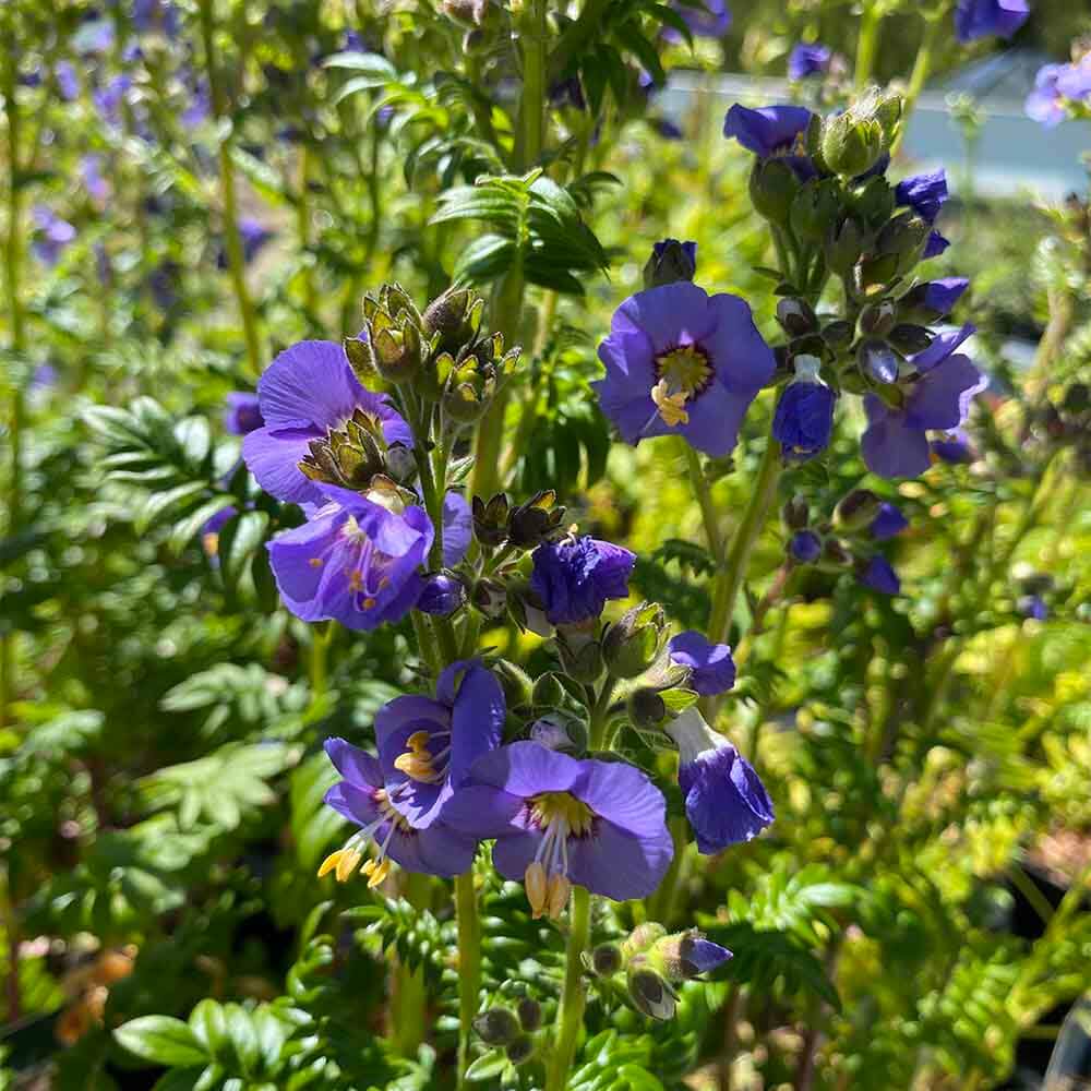 Jacobsstige, POLEMONIUM caeruleum 'Bambino Blue' i 1 L potte