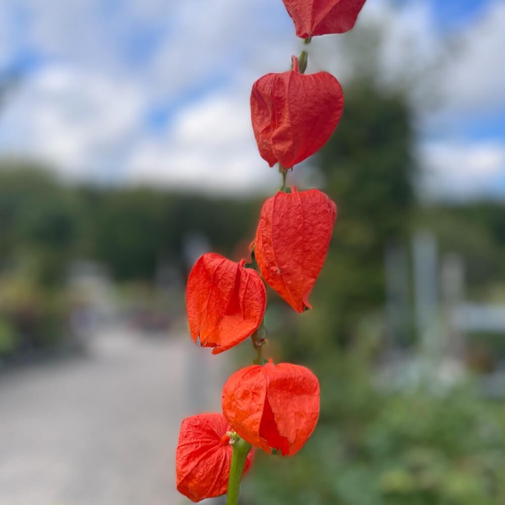 Japansk Lygte, PHYSALIS alkekengi var. franchetii  1 L Potte