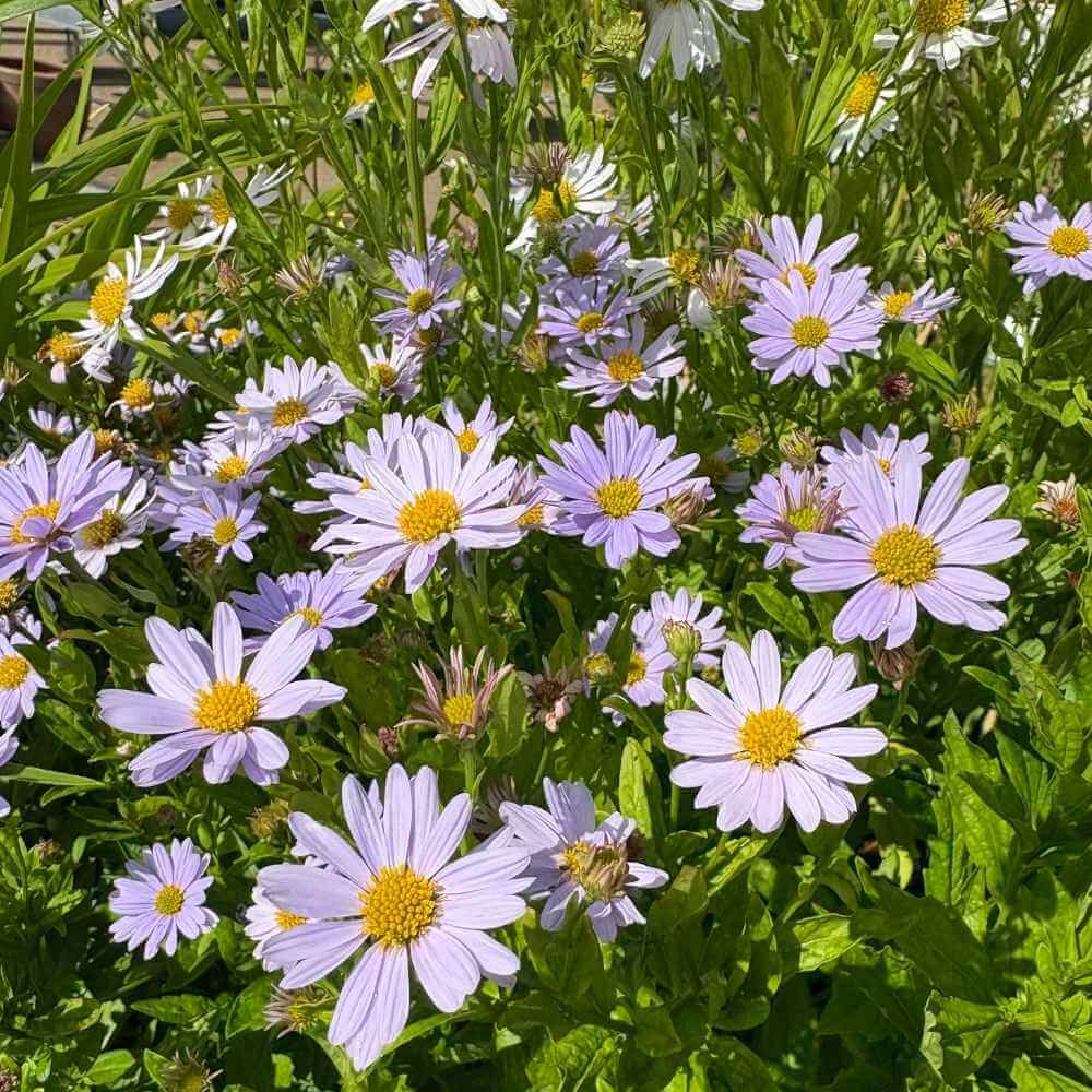 Japansk asters, KALIMERIS incisa 'Blue Star', i 1L potte.