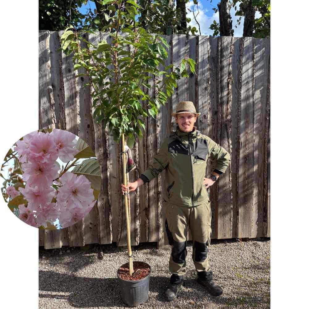 Prunus serr. 'Kanzan' - 120 cm stamme i 18 cm potte