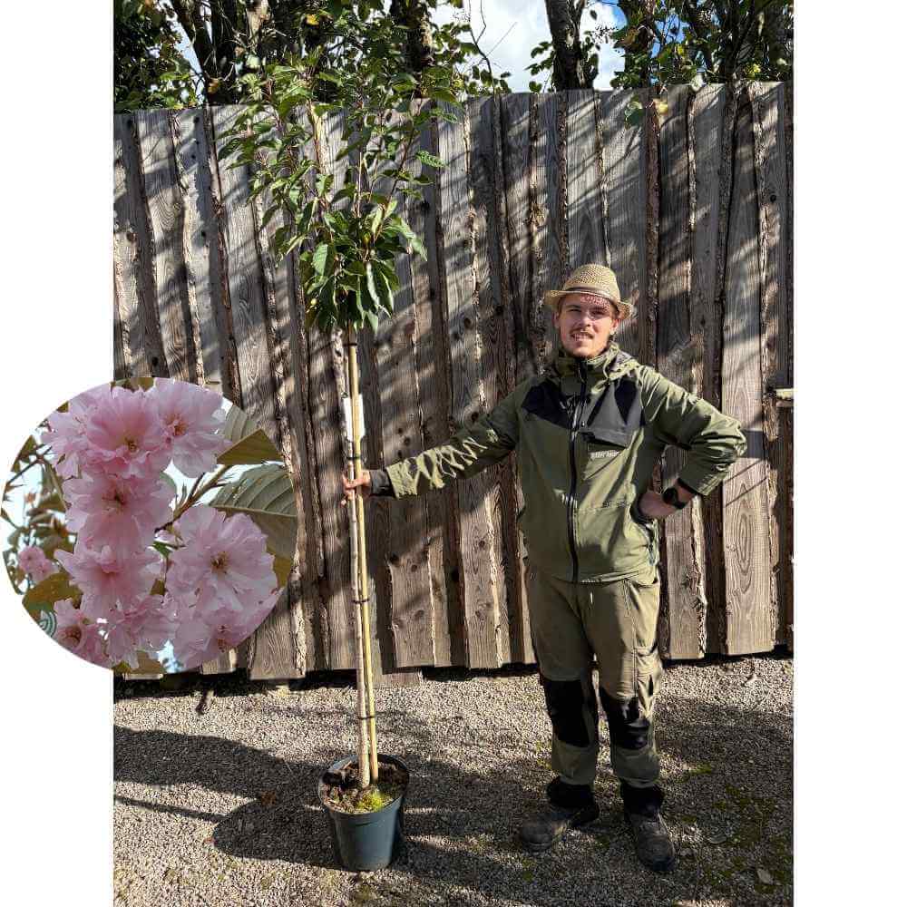 Japansk kirsebær, Prunus ser. 'Kanzan' - 150 cm høj i 12L potte