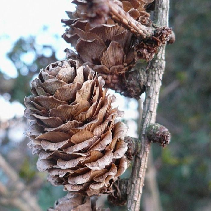 Larix kaempferi 30-60