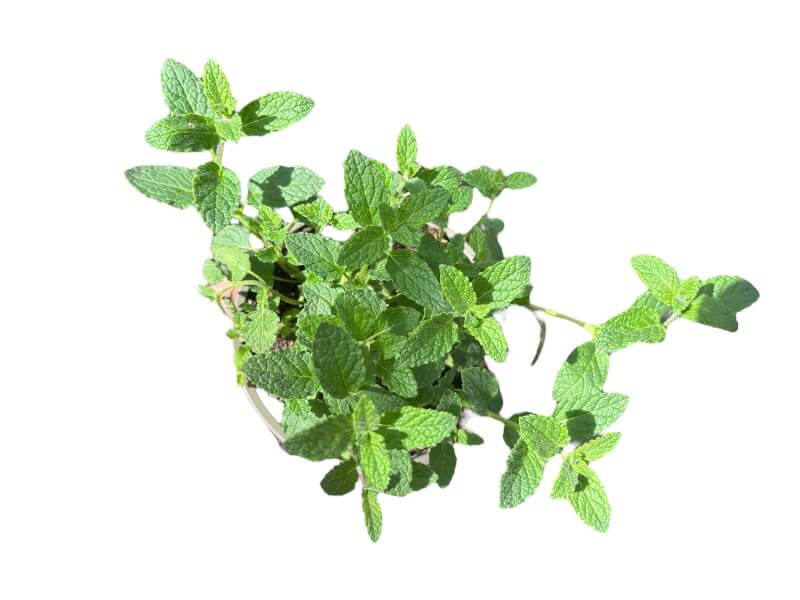 Jordbærmynte, Mentha 'Strawberry' i 12 cm potte.
