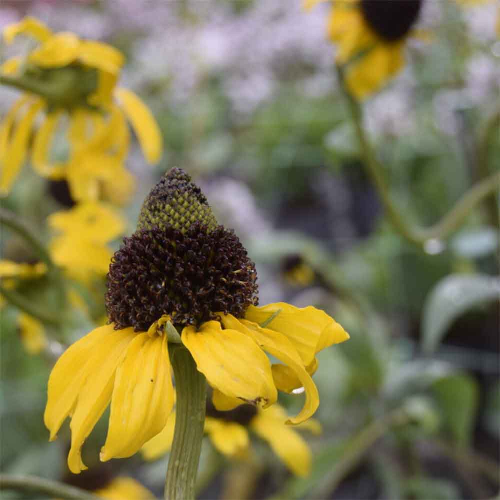 Kæmpe Solhat, RUDBECKIA maxima - 1 L Potte