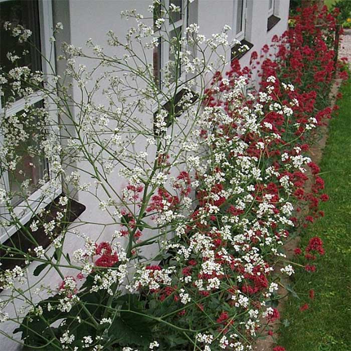 Kæmpeslør, CRAMBE cordifolia - 2 L Potte