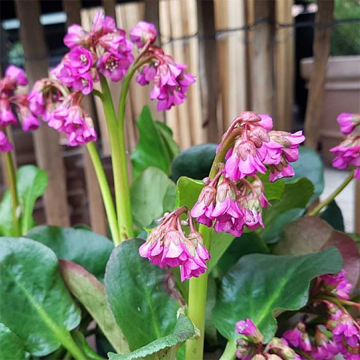 Kæmpestenbræk, BERGENIA cordifolia Eroica - 1 L Potte