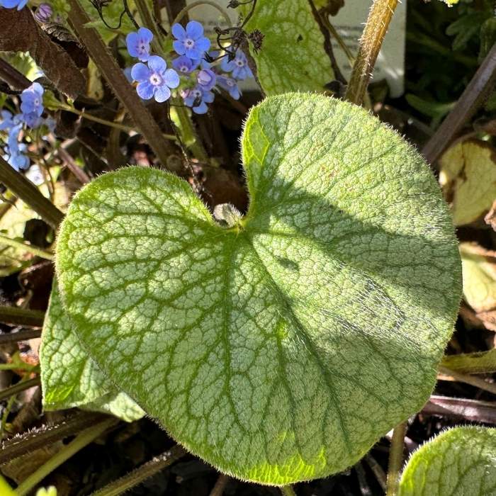 Kærmindesøster, Brunnera Alexander's Great - 17 cm potte