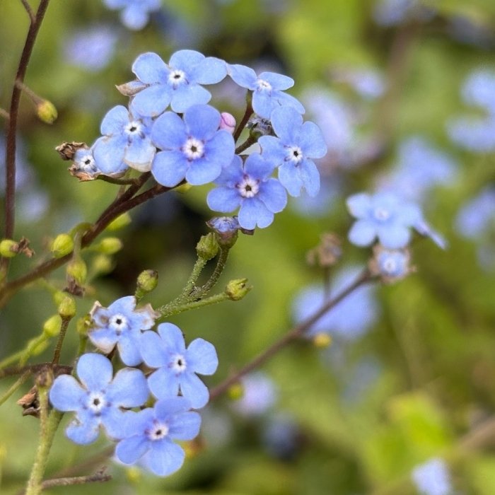 Kærmindesøster, Brunnera Alexander's Great
