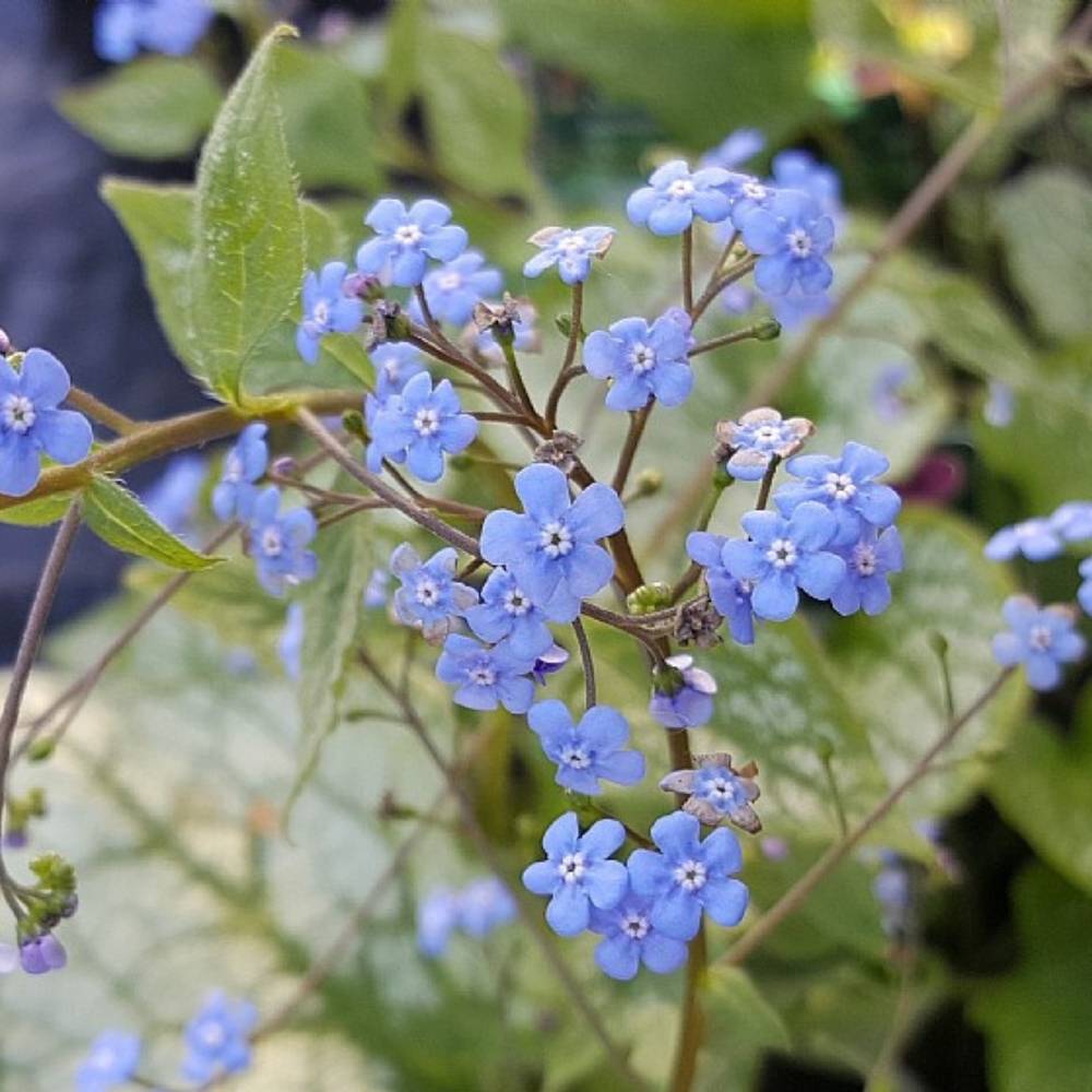 Kærmindesøster, BRUNNERA macr. Jack Frost - 1 L Potte