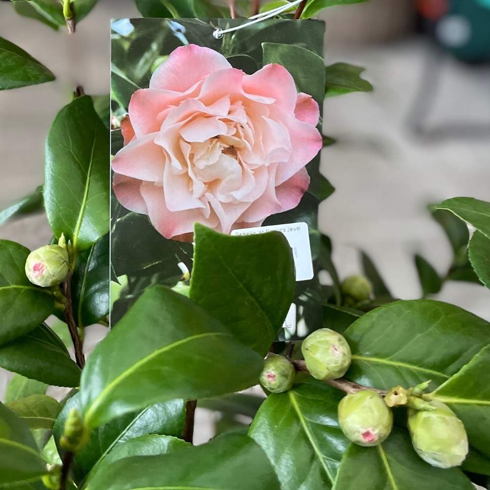 Camellia jap Nuccio's Jewel