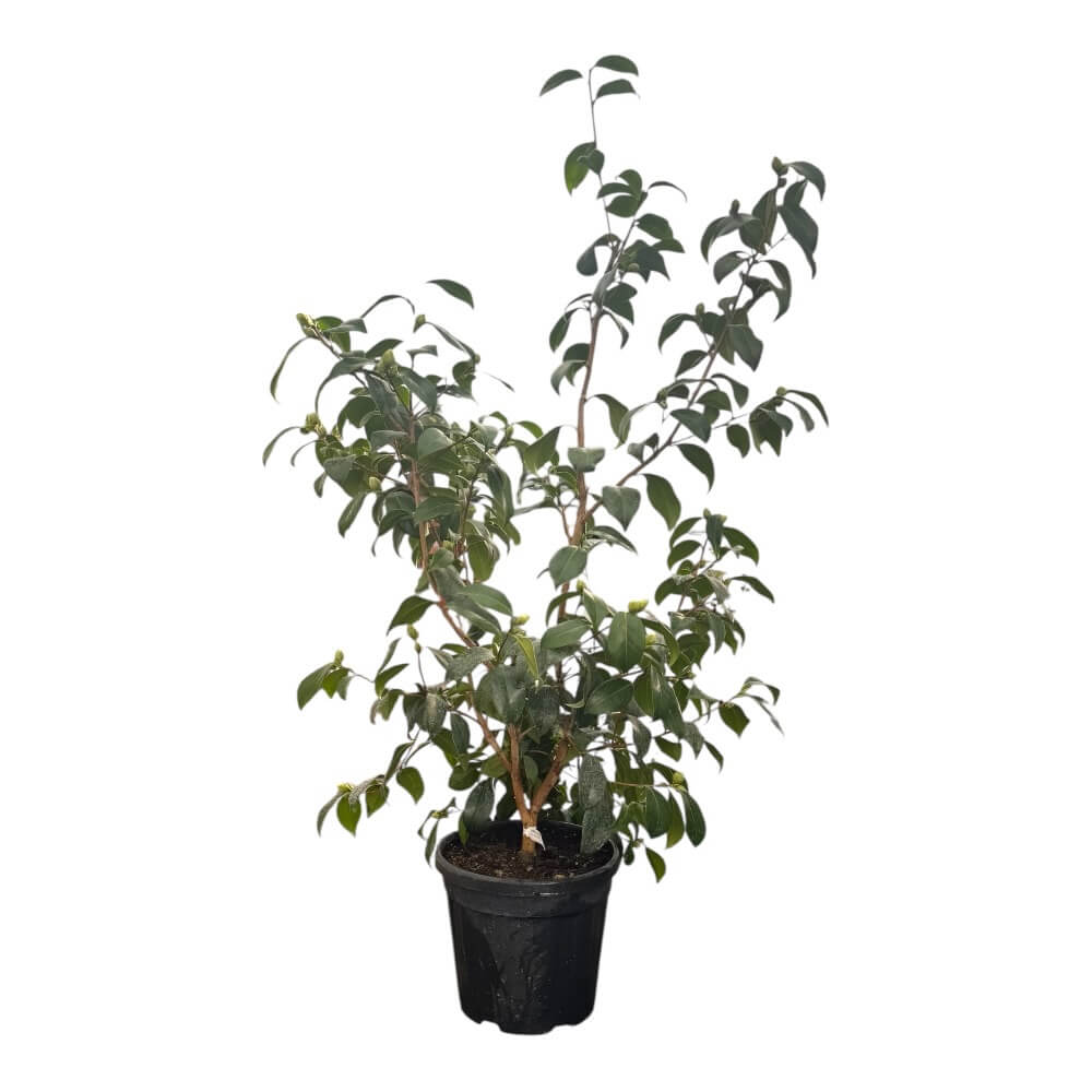 Kamelia, Camellia japonica h. 100 vaso - 10L potte