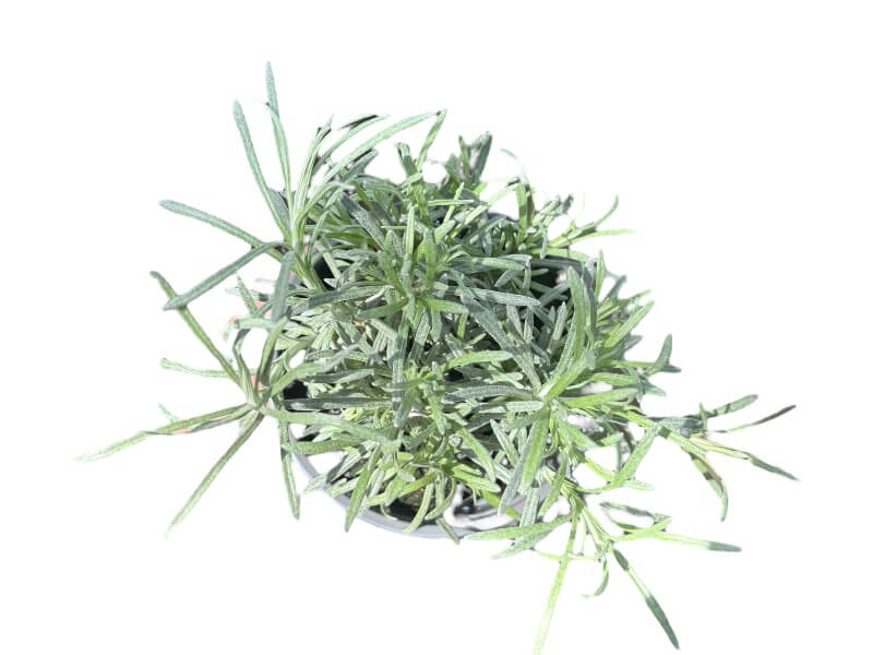 Karryurt Helichrysum ang. 'Italicum' i 12 cm potte.