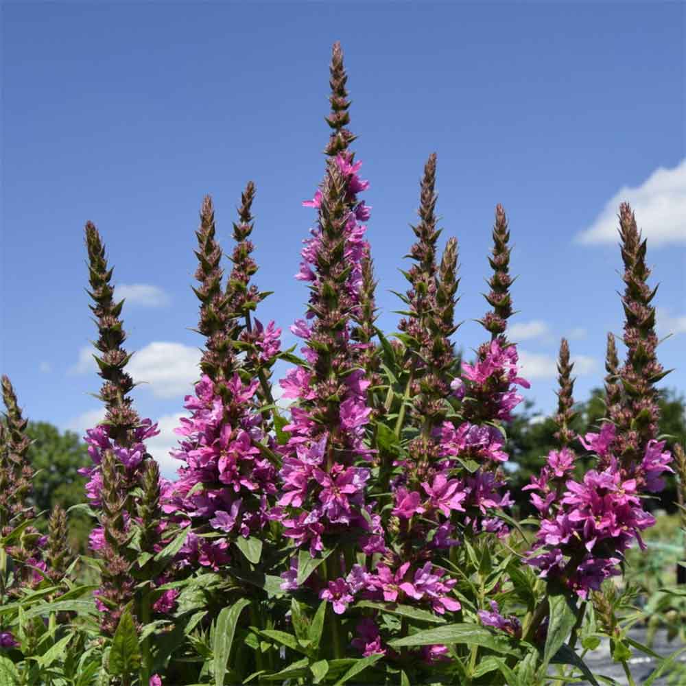 Kattehale, LYTHRUM salicaria Robert - 1 L Potte