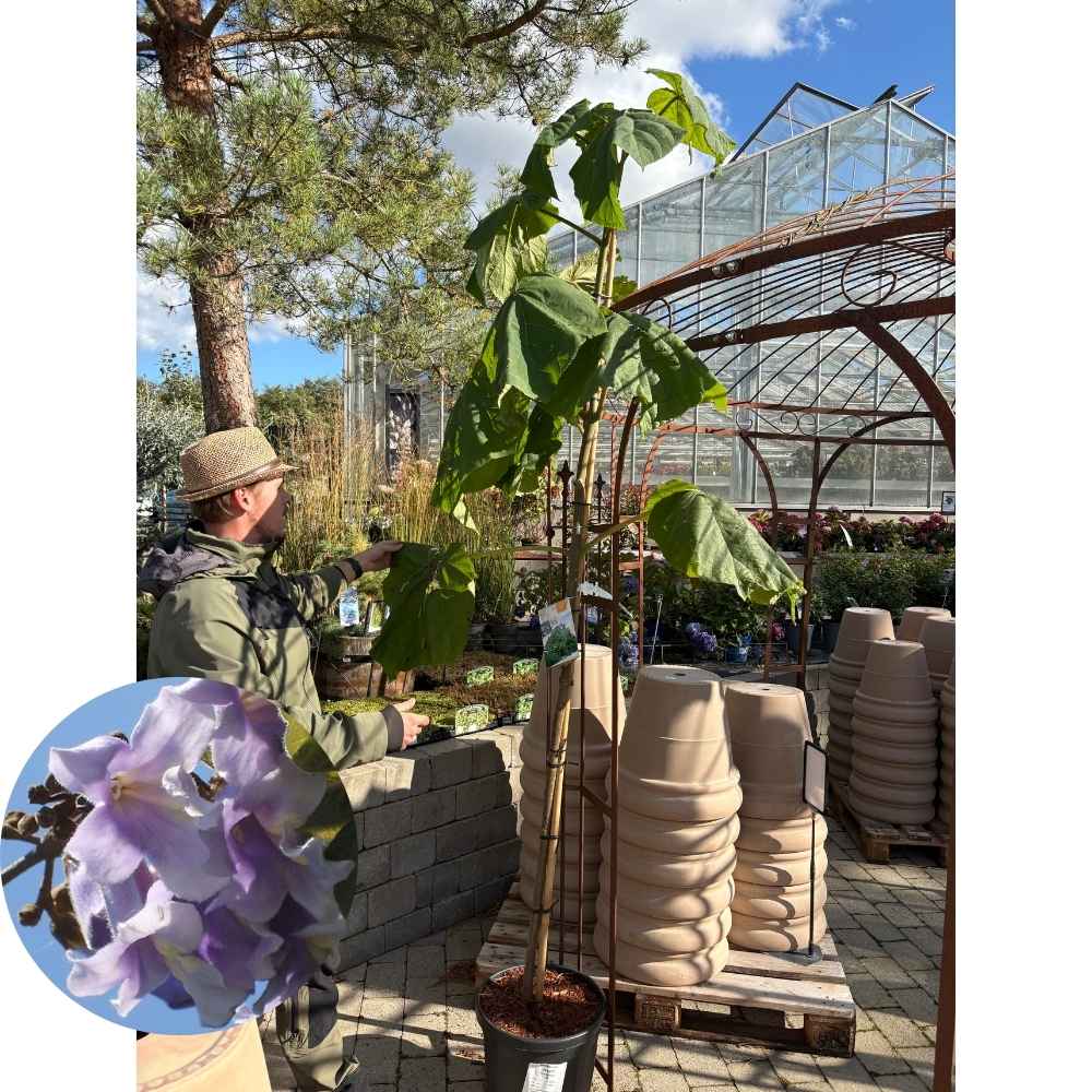 Kejsertræ, Paulownia tomentosa 200-250 cm stramme 18 cm potte