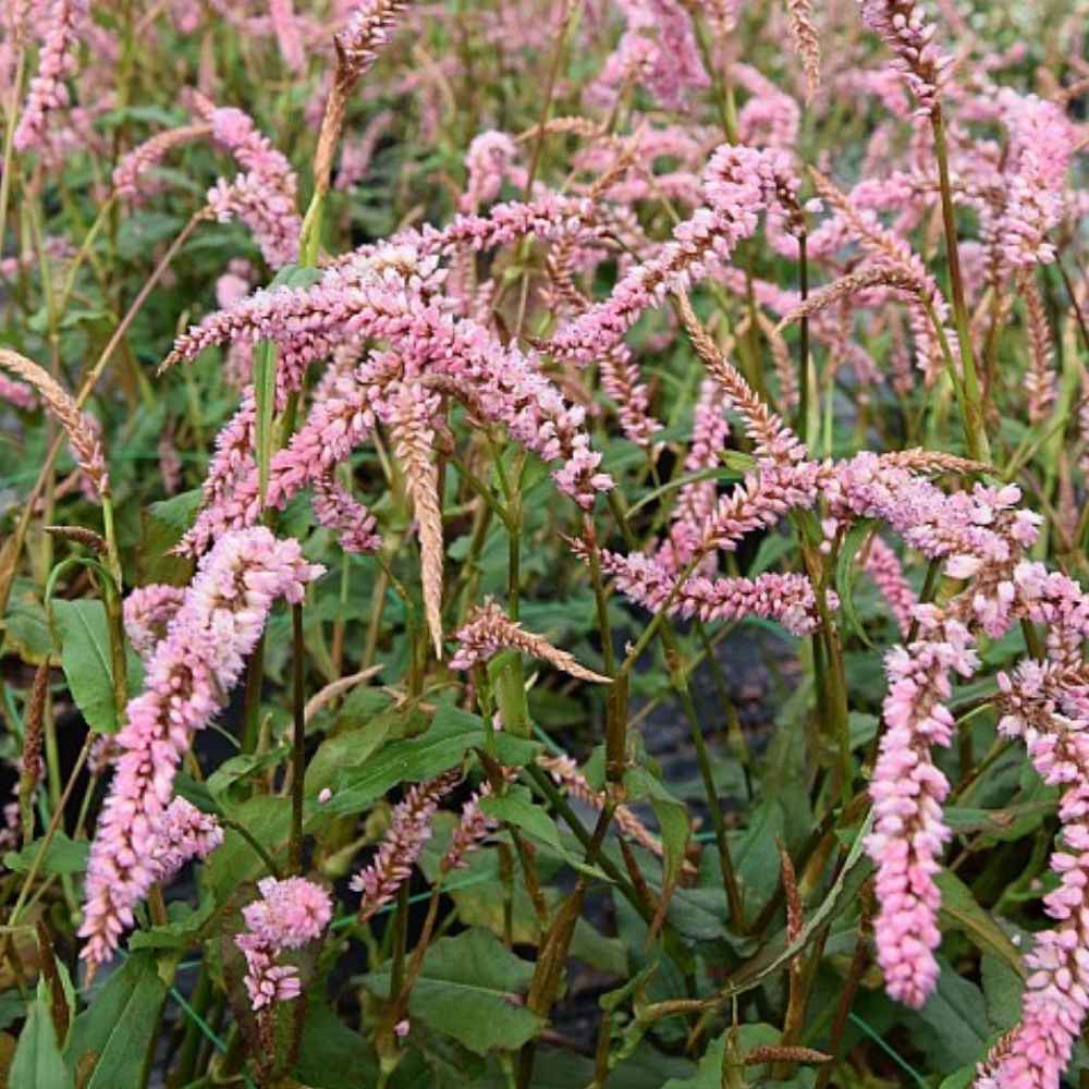 Kertepileurt, PERSICARIA ampl. 'Pink Elephant' - 1 L Potte