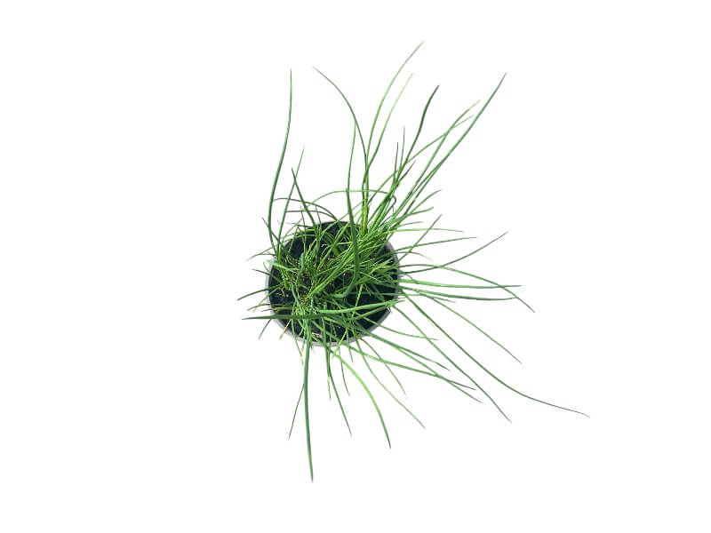 Kinesisk purløg, Allium tuberosum i 12 cm potte.