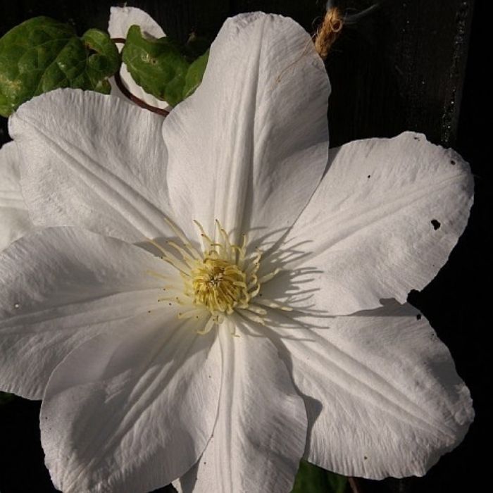 Klematis, Clematis 'Madame le Coultre' 