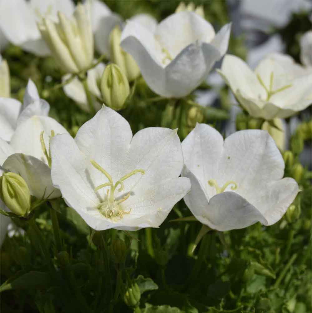 Klokkeblomst, CAMPANULA carpatica Perla White - 10 cm Potte