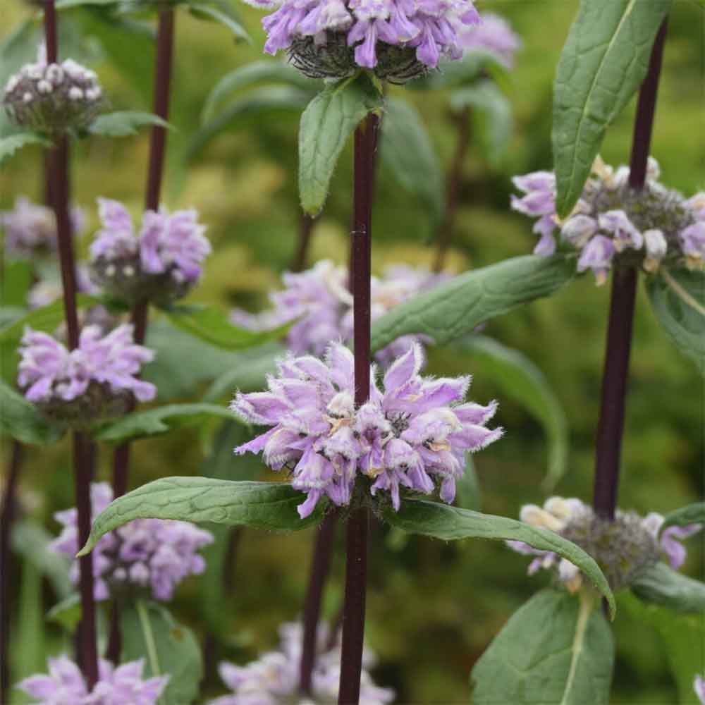 Knoldet Løvehale, PHLOMIS tuberosa 'Amazone' - 1 L Potte