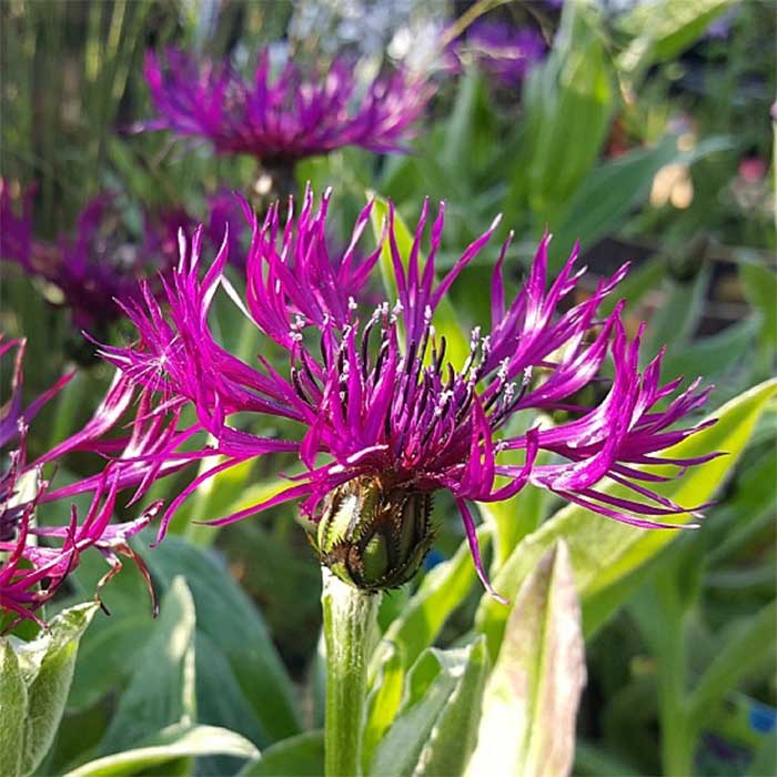 Knopurt, CENTAUREA m. Amethyst Dream - 1 L Potte