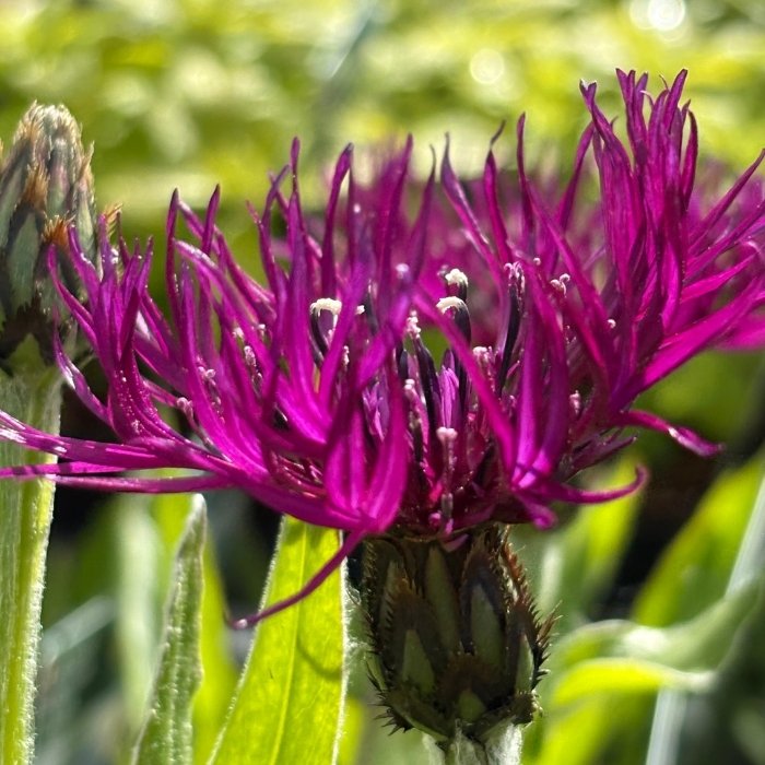 Knopurt, Centaurea montana 'Amethyst Dream'