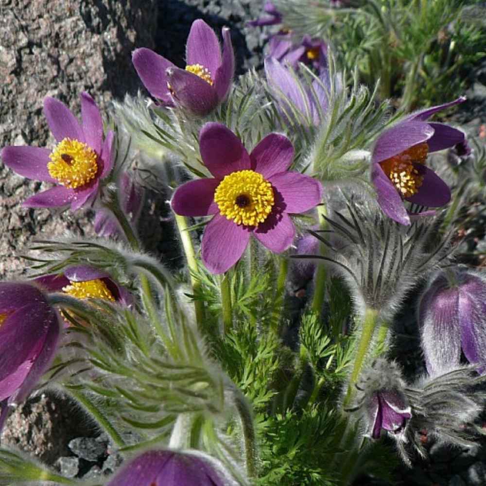 Kobjælde, PULSATILLA vulgaris - 10 cm Potte