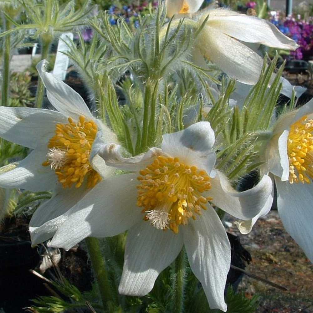 Kobjælde, PULSATILLA vulgaris Alba - 10 cm Potte