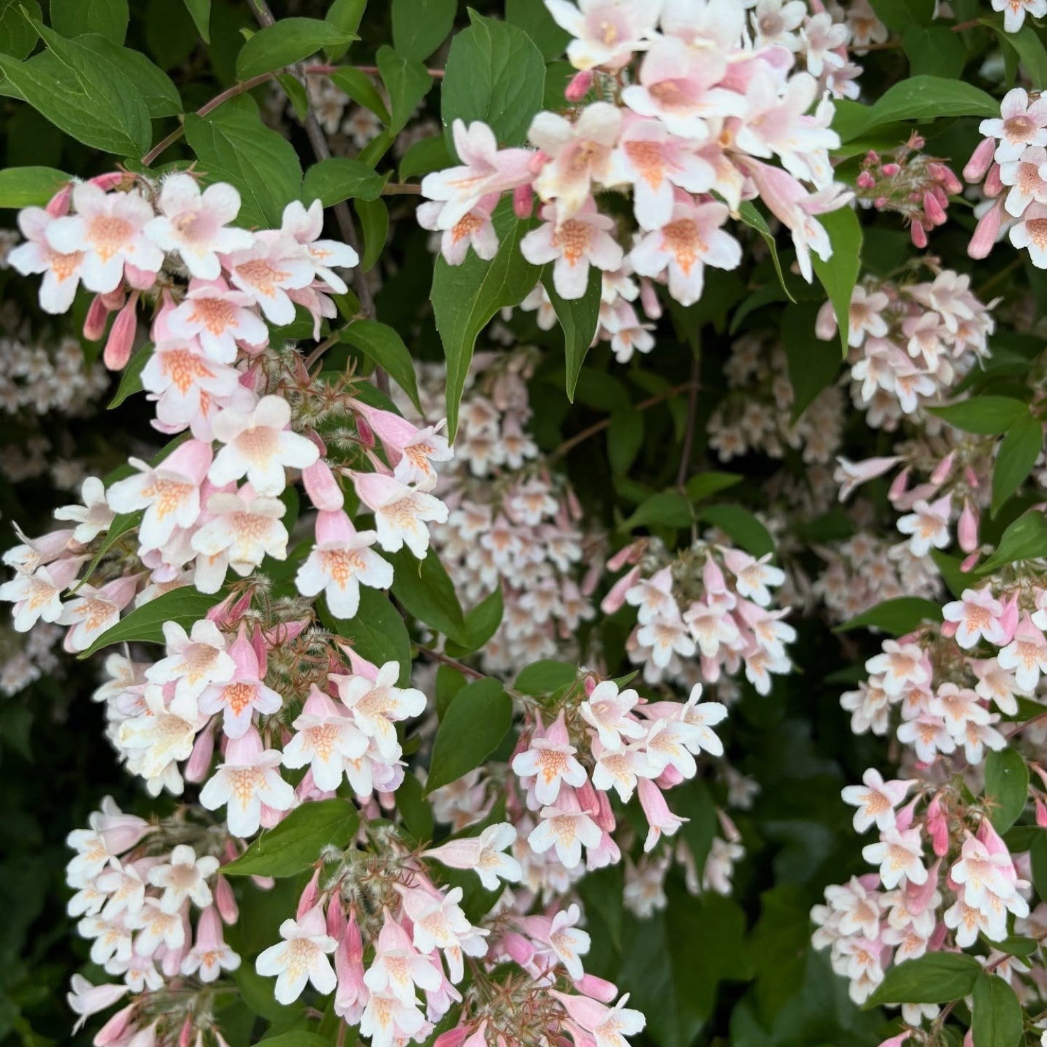 Kolkwitzia Amabilis 5 L Potte