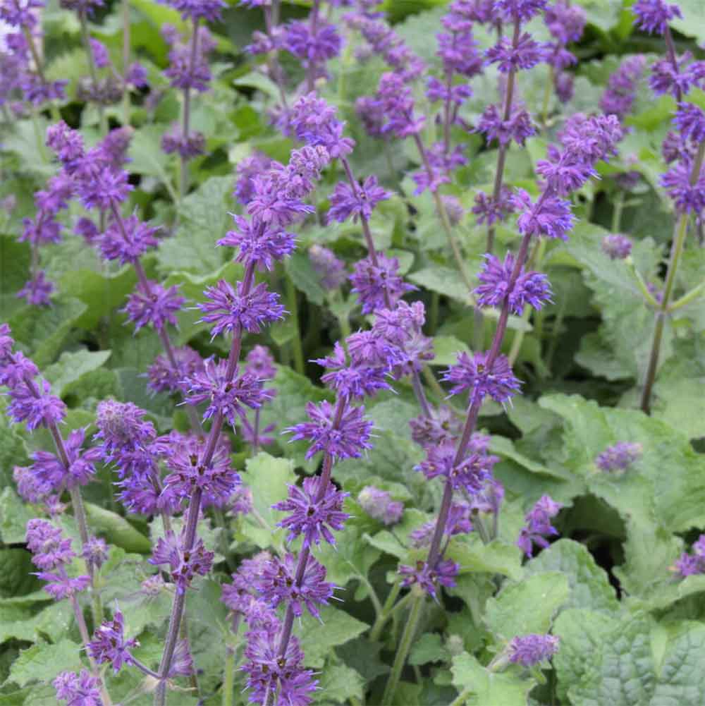 Kranssalvie, SALVIA verticillata 'Purple Rain' - 1 L Potte