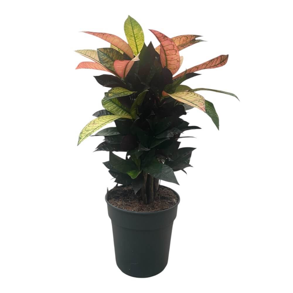 Kroton, Codiaeum ´Mrs Iceton´ - 19 cm potte