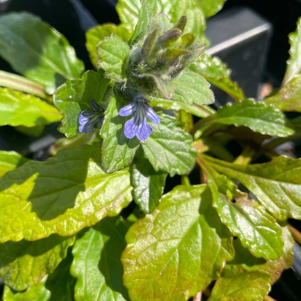 Krybende læbeløs i 10 cm potte med yndige blomster