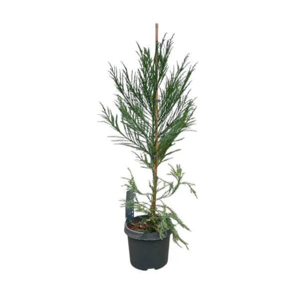 Cedertræ Cryptomeria J. 'Kitayama' i størrelse C5 80-100 cm.