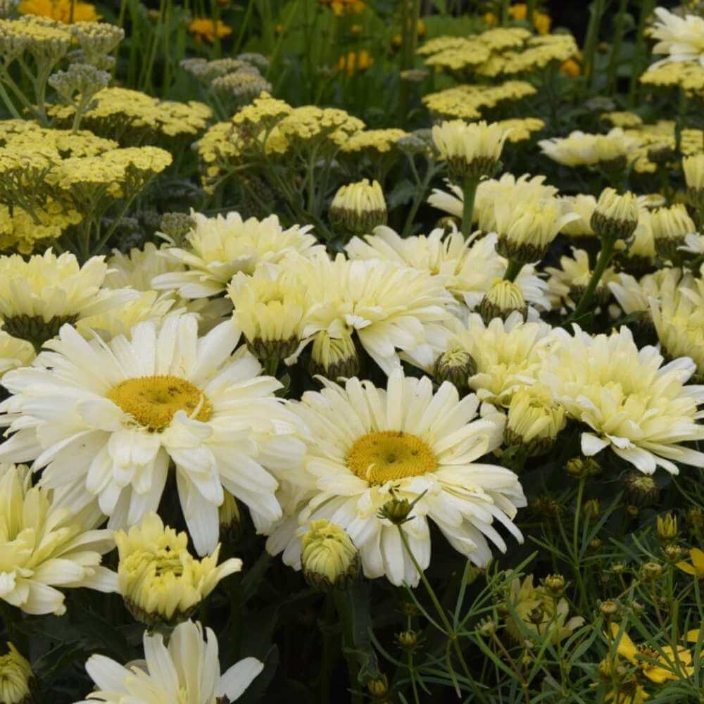 Krysanthemum, LEUCANTHEMUM s. 'Banana Cream' - 1 L Potte